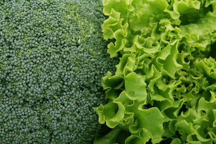 Fresh everyday vegetables